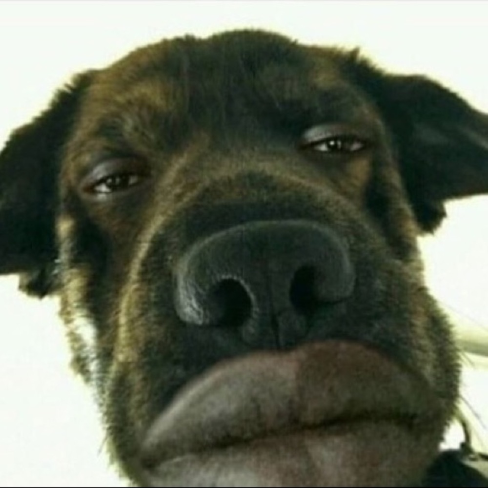 Meet your Posher, Ashton